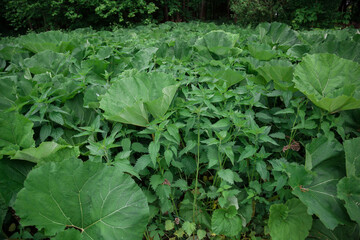 Green burdock leaves Close-up. Natural background with dark green foliage.