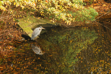 A Grey Heron standing beside a pond with reflections. photo taken in it's natural habitat in Denmark