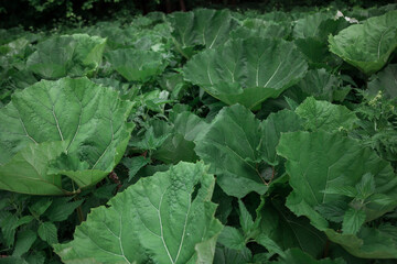 Green burdock leaves Close-up. Natural background with dark green foliage.