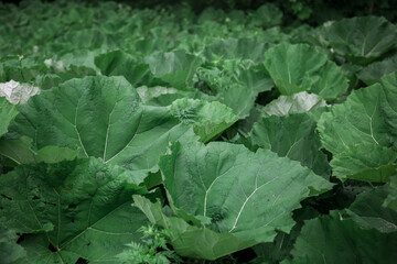 Green burdock leaves Close-up. Natural background with dark green foliage.