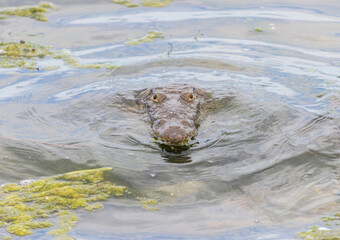 Disparo de alto ángulo de una cabeza de cocodrilo apenas visible en el agua de la laguna del carpintero