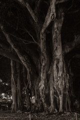 Fototapeta na wymiar Big old Moreton Bay fig tree at Devonport