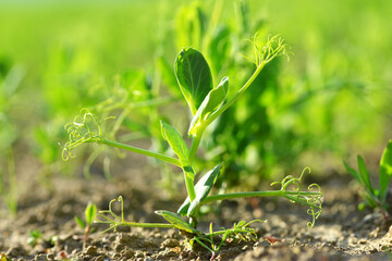 Young pea plant growing on the field. Spring season.