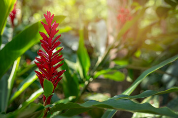 Ginger pink red torch flower, jungle