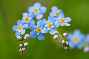 Forget-me-not flower ( Myosotis sylvatica ) closeup on meadow. Spring blue flowering plant on green...