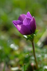 Purple anemones in the light of the sun