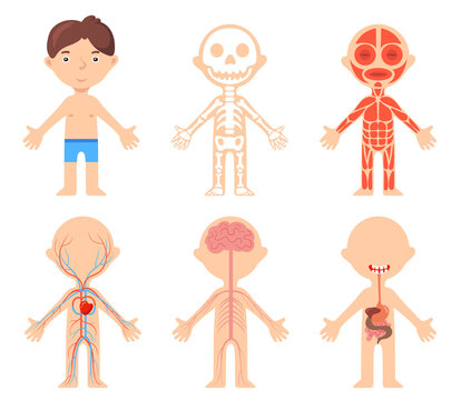 Educational poster with boy and anatomical systems of his body. Cartoon vector illustration. Bone, muscular, circulatory, digestive, nervous systems of human body. Biology, anatomy, science concept