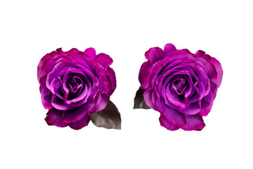 Purple rose isolated on a white background.