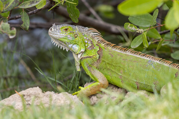 Fotografía de iguana verde mirando hacia la cámara.