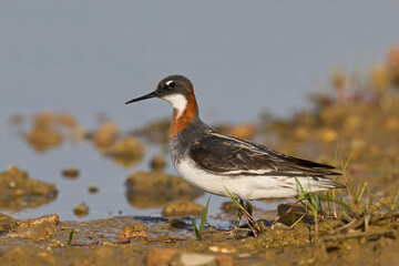 Red-necked phalarope (Phalaropus lobatus)