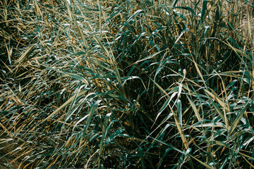 Fototapeta na wymiar Summer green yellow reed grass background
