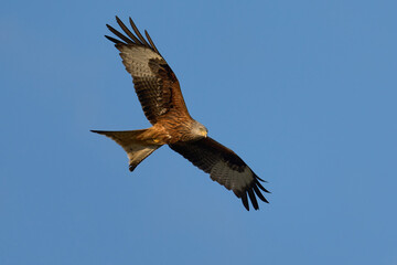 Red kite (Milvus milvus)