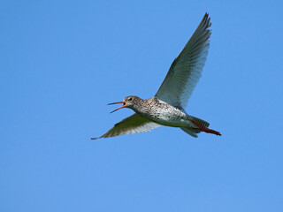 Common redshank (Tringa totanus)