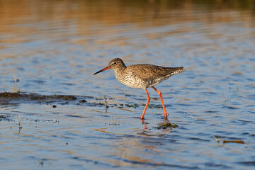 Common redshank (Tringa totanus)