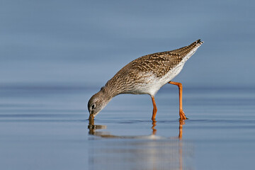Common redshank (Tringa totanus)