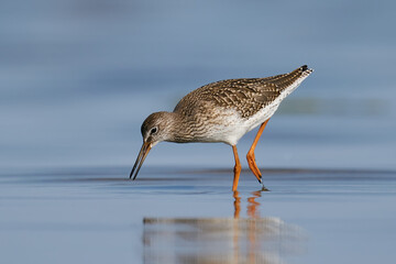 Common redshank (Tringa totanus)