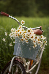 Photo of a retro bicycle with white daisies.