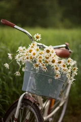 Küchenrückwand glas motiv Photo of a retro bicycle with white daisies. © Елена Косинова