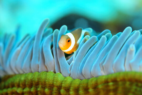 カクレクマノミ Images Browse 1 2 Stock Photos Vectors And Video Adobe Stock