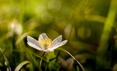 Marzycielski  wiosenny biały kwiat zawilca, 
anemonowy kwiat ,leśna trawa, biedronka kakro, słońca. Wiosna kwiatowy obraz. Pastelowe stonowane tło.
Obraz makro z nieostrością.