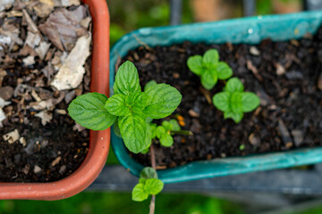 Top view of pot with mint and spearmint plant. Kitchen Mint ( Mental cordifolia Opiz.) bush in pot on natural light.