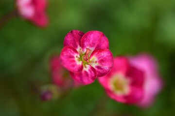 Fototapeta na wymiar Pink small blossoms against a green blurred background