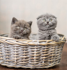 Fototapeta na wymiar Two fluffy little kittens sit in a wicker basket