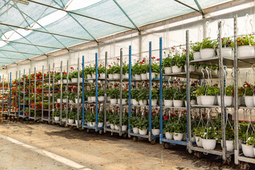 Crates with geranium plants