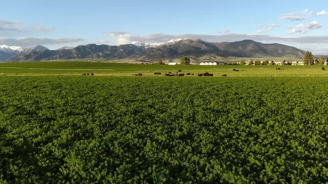 Cows Grazing In Green Montana Fields