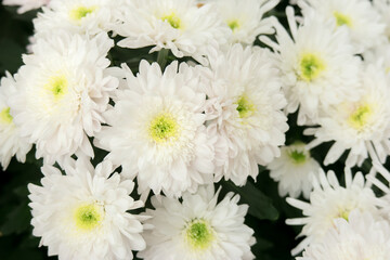 Beautiful white chrysanthemum flower for nature background.