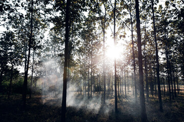 Fototapeta premium Morning in the forest.