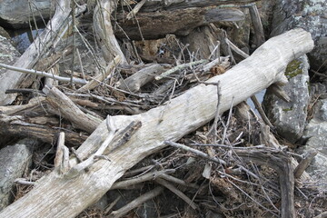 stump in the woods