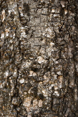 tree bark texture for nature background.
