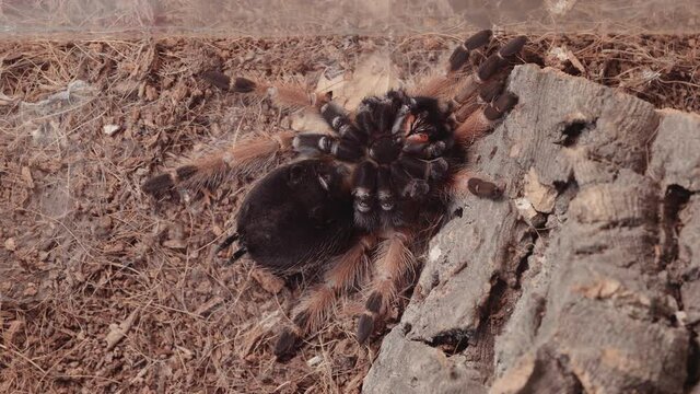Tarantula Spider Molting Timelapse 