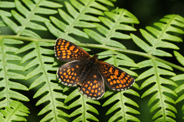 A beautiful rare Heath Fritillary Butterfly (Melitaea athalia) perching on bracken in a woodland...