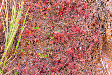 Large colony of red Drosera capensis (a canrivorous plant from the Sundew Family) seen on Gifberg in the Western Cape of South Africa