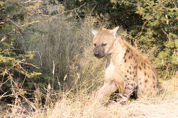 Kruger National Park: hyena