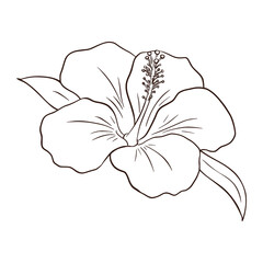 Hand Drawn Tropical Organic Hibiscus Flower. Line art exotic flower illustration for logo, emblem, template, stickers, prints, cosmetics, spa, beauty care products