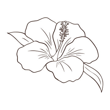 3 541 Best Hibiscus Line Art Images Stock Photos Vectors Adobe Stock