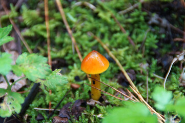 ヌメリガサ　山の中で見つけたキノコ