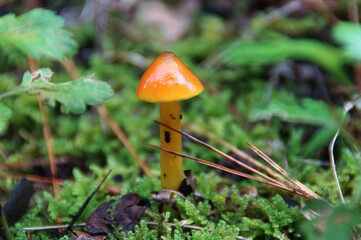ヌメリガサ　山の中で見つけたキノコ