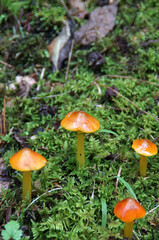 ヌメリガサ　山の中で見つけたキノコ