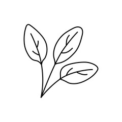 Spinach herbs. Vegetable sketch. Thin simple outline icon. Black contour line vector. Doodle hand drawn illustration