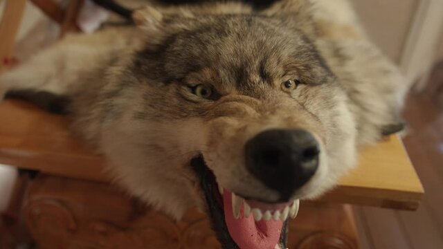 Close-up of a grinning muzzle of a stuffed wolf on a wooden table and a fierce look from different camera angles