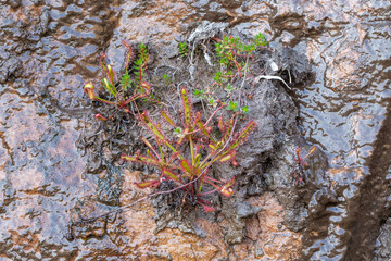 Drosera capensis (the Cape Sundew) growing on a vertical wall on the Gifberg close to Vanrhynsdorp in the Western Cape of South Africa