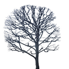 isolated winter large bare dark grey tree