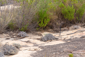 Dry river bed on the Gifberg in the Western Cape of South Africa