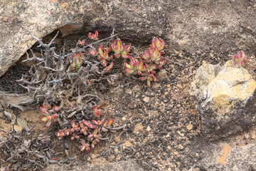 Group of the succulent Crassula brevifolia in natural habitat near VanRhynsdorp in the Western Cape of South Africa