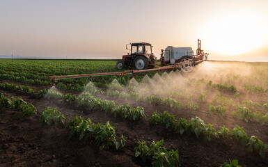 Fototapeta premium Tractor spraying vegetable field in sunset.