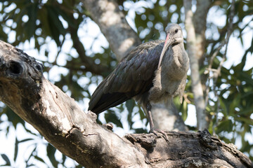 Kruger National Park: Birds Hadeda Ibis
